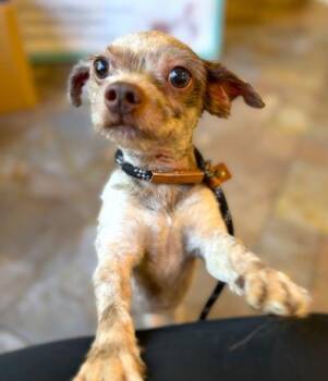 Brownie -  Shih Tzu Dog for Adoption in Arlington, Virginia - Brownie | PetCurious