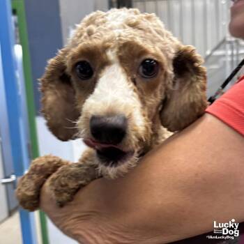 Poodle Dogs Available for Adoption in Washington, District Of Columbia - Marge | PetCurious