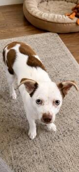 Benny -  Chihuahua Dog for Adoption in Tifton, Georgia - Benny | PetCurious