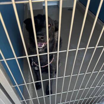 Journey -  Shepherd Dog for Adoption in Kingman, Arizona - Journey | PetCurious