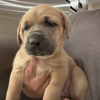 Mastiff and Australian Cattle Dog Blue Heeler Dogs Available for Adoption in Agua Dulce, California - Peach | PetCurious