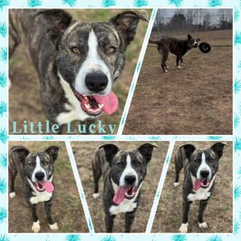 Rescue Shepherd Dogs for Adoption in Fort Smith, Arkansas - Little Lucky | PetCurious
