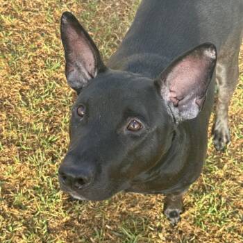 Bull Terrier Dogs Available for Adoption in Goleta, California - Toad | PetCurious