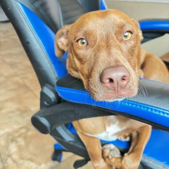 Royce -  Catahoula Leopard Dog and Retriever Dog for Adoption in Corpus Christi, Texas - Royce | PetCurious
