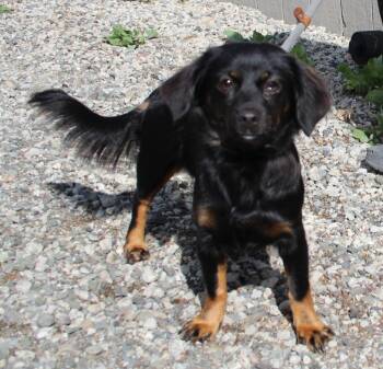Vida -  Dachshund and Mixed Breed Dog for Adoption in Vacaville, California - Vida | PetCurious
