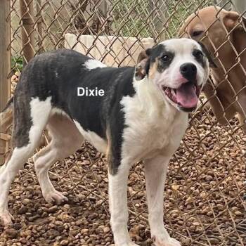 Mixed Breed Dogs Available for Adoption - Dixie | PetCurious