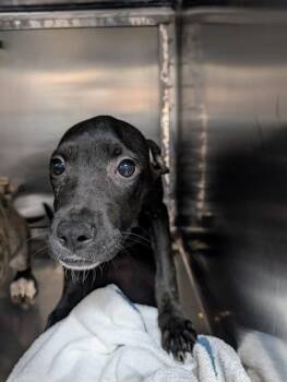 Pit Bull Terrier Dogs Available for Adoption in Oklahoma City, Oklahoma - A473353 | PetCurious