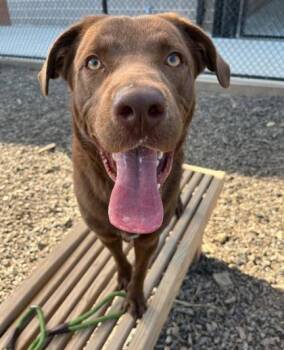 Cinnamon Crunch -  Mixed Breed Dog for Adoption in Atlanta, Georgia - Cinnamon Crunch | PetCurious