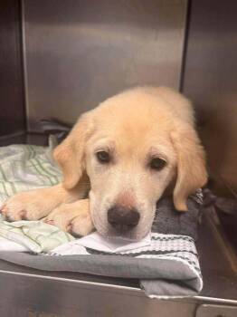 Nacho Fries -  Labrador Retriever Dog for Adoption in Statesboro, Georgia - Nacho Fries | PetCurious
