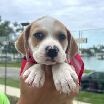 Phyllis -  Anatolian Shepherd Dog for Adoption in Tampa, Florida - Phyllis | PetCurious