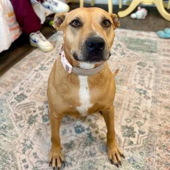 Pit Bull Terrier and Labrador Retriever Dogs Available for Adoption in Friendswood, Texas - Sasha Sugar Walking Ray Of Sunshine | PetCurious