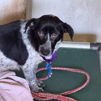 Grilled Cheese -  Labrador Retriever Dog Available for Adoption in Austin, Texas - Grilled Cheese | PetCurious