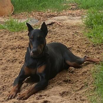 Tutu -  Doberman Pinscher Dog for Adoption in Brownsboro, Alabama - Tutu | PetCurious