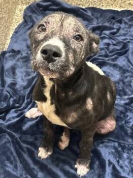 Mosaic -  Pit Bull Terrier and Mixed Breed Dog for Adoption in Westland, Michigan - Mosaic | PetCurious