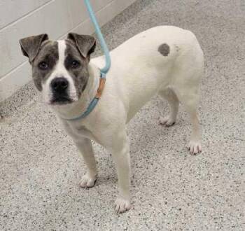 Pit Bull Terrier and Mixed Breed Dogs Available for Adoption in Kansas City, Missouri - Grissini | PetCurious