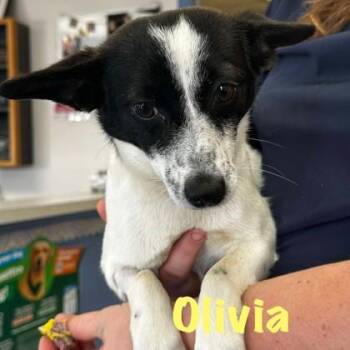 Mixed Breed Dogs Available for Adoption in Elk Grove Village, Illinois - Olivia | PetCurious