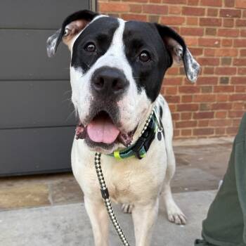 Manford -  American Bully Dog for Adoption in Columbia, South Carolina - Manford | PetCurious