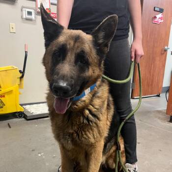 German Shepherd Dog Dogs Available for Adoption - Zeus | PetCurious
