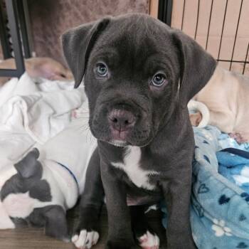 American Staffordshire Terrier Dogs Available for Adoption in Houston, Texas - Meeko | PetCurious