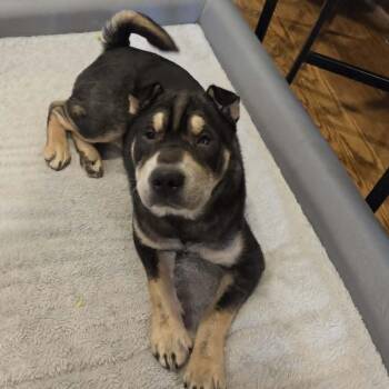 Wasabi -  Shar Pei and Mixed Breed Dog for Adoption in Olathe, Kansas - Wasabi | PetCurious
