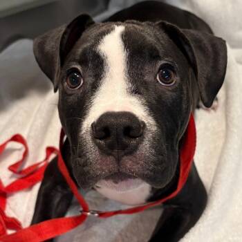 IVHS-Stray-142846 -  Pit Bull Terrier Dog for Adoption in San Gabriel, California - IVHS-Stray-142846 | PetCurious