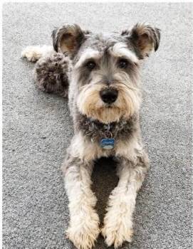 Schnauzer Dogs Available for Adoption in Boulder, Colorado - Winston | PetCurious