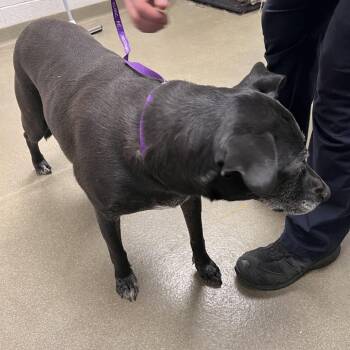 72828 -  Black Labrador Retriever Dog for Adoption in Harrisonburg, Virginia - 72828 | PetCurious