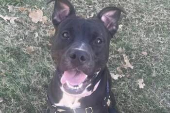 Pit Bull Terrier Dogs Available for Adoption - Dandelion | PetCurious