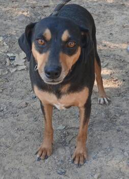 Rescue Doberman Pinscher Dogs for Adoption in Mena, Arkansas - Frans | PetCurious