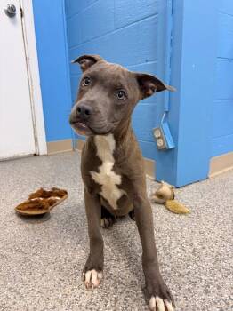 Steele -  Pit Bull Terrier and Mixed Breed Dog for Adoption in Blountville, Tennessee - Steele | PetCurious