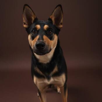 Sadie -  Beauceron and Mixed Breed Dog for Adoption in Enid, Oklahoma - Sadie | PetCurious