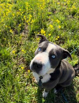 Husky and American Staffordshire Terrier Dogs Available for Adoption in Burnsville, North Carolina - Daisy | PetCurious