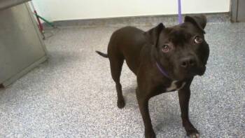TARA -  Mixed Breed Dog for Adoption in Charlotte, North Carolina - TARA | PetCurious