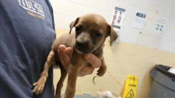 BUTTERCUP -  Pit Bull Terrier and Mixed Breed Dog for Adoption in Tulsa, Oklahoma - BUTTERCUP | PetCurious