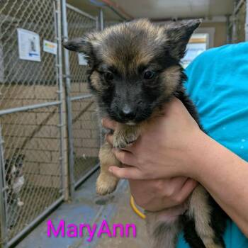 German Shepherd Dog and Beagle Dogs Available for Adoption in Greenville, Pennsylvania - MaryAnn | PetCurious