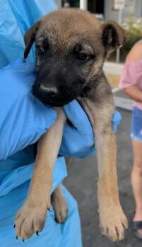 Egg Roll -  Shepherd and Mixed Breed Dog for Adoption in Fresno, California - Egg Roll | PetCurious