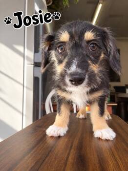 Josie -  Terrier Dog for Adoption in Poway, California - Josie | PetCurious