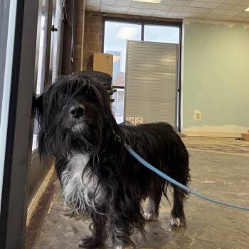 Dachshund and Yorkshire Terrier Dogs Available for Adoption in Springboro, Ohio - Winston | PetCurious