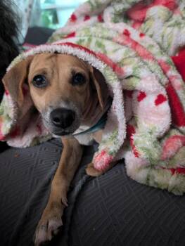 Lilly -  Labrador Retriever Dog for Adoption in St. Petersburg, Florida - Lilly | PetCurious