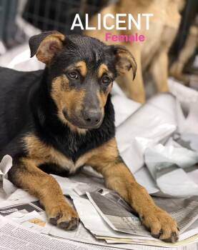 Alicent -  Labrador Retriever Dog for Adoption in Pembroke, Massachusetts - Alicent | PetCurious