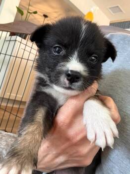 Mixed Breed Dogs Available for Adoption in Burbank, California - Scooby | PetCurious