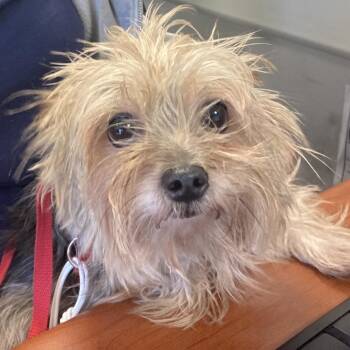Phyllis -  Yorkshire Terrier Dog for Adoption in Philadelphia, Pennsylvania - Phyllis | PetCurious
