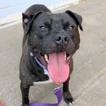 Rambo -  Staffordshire Bull Terrier and Mixed Breed Dog for Adoption in Richmond, Virginia - Rambo | PetCurious
