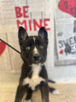 Husky and Mixed Breed Dogs Available for Adoption - Mishka | PetCurious