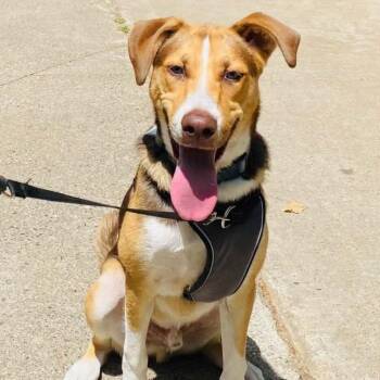 Angus -  Australian Shepherd and Hound Dog for Adoption in Summerfield, North Carolina - Angus | PetCurious