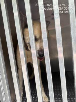 DingoDandy -  Siberian Husky Dog for Adoption in Douglasville, Georgia - DingoDandy | PetCurious