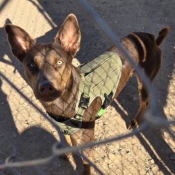 Buster -  Australian Kelpie Dog for Adoption in Casa Grande, Arizona - Buster | PetCurious