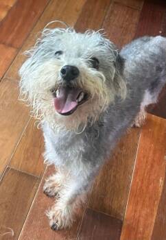 Darla -  Poodle Dog for Adoption in Acworth, Georgia - Darla | PetCurious