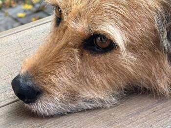 Tucker -  Irish Terrier Dog for Adoption in Erin, Ontario - Tucker | PetCurious