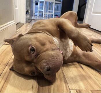 Prince -  American Bulldog Dog for Adoption in Acushnet, Massachusetts - Prince | PetCurious